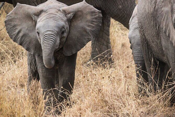 3 Days Private Budget Safari to Tarangire and Ngorongoro Crater - Transportation and Logistics