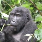 3 Days Private Bwindi Gorillas and Volcanoes Golden Monkey Trek - Day 2: Gorilla Trekking in Volcanoes National Park