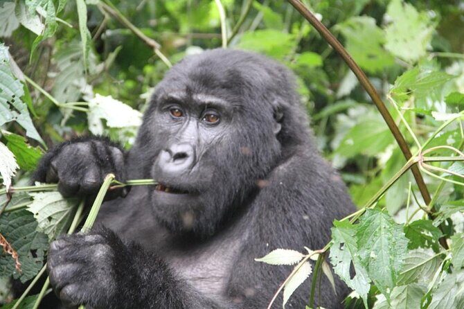 3 Days Private Bwindi Gorillas and Volcanoes Golden Monkey Trek - Day 2: Gorilla Trekking in Volcanoes National Park