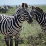 3 Days private safari Tarangire ,Ngorongroro crater &Manyara - Who Is This Tour Best For?