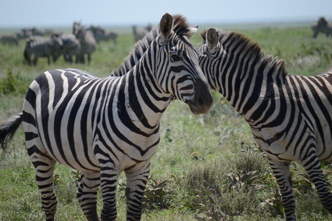 3 Days private safari Tarangire ,Ngorongroro crater &Manyara - Who Is This Tour Best For?