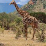 3 Days Private Safari Tsavo East and West Tour - What Makes This Safari Stand Out?