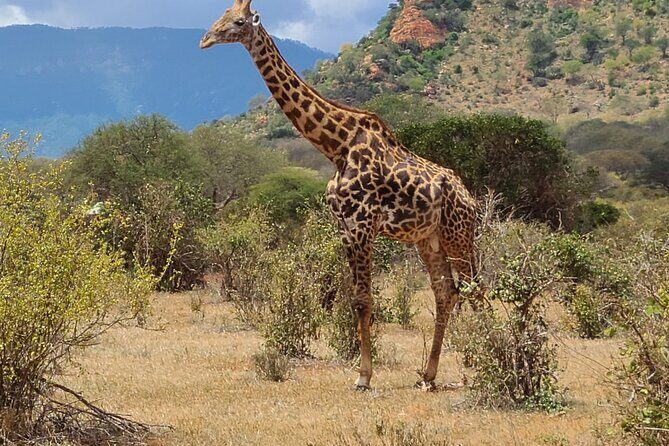 3 Days Private Safari Tsavo East and West Tour - What Makes This Safari Stand Out?