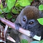 3 Days Private Tour in Lemur Territory in Andasibe - Practical Details: What to Expect