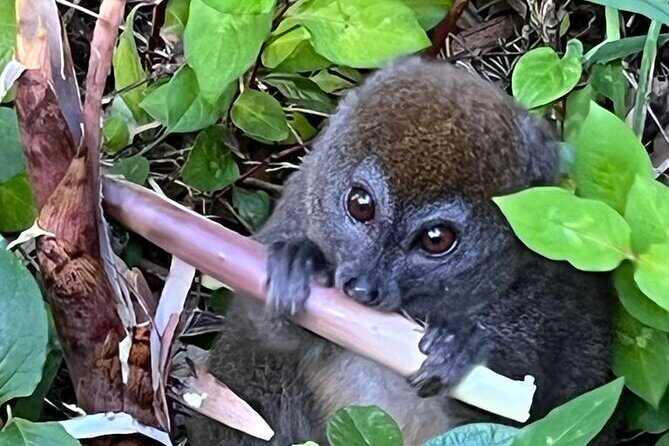 3 Days Private Tour in Lemur Territory in Andasibe - Practical Details: What to Expect
