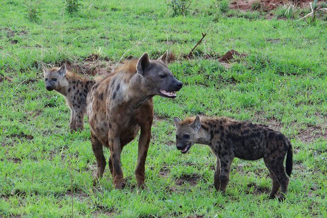 3 Days Queen Elizabeth national Park Safari Holiday - The Real Experience: Authentic Moments from Reviewers