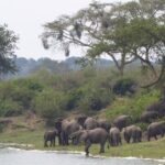 3 days Queen Elizabeth National Park Uganda Safari - What Sets This Tour Apart?