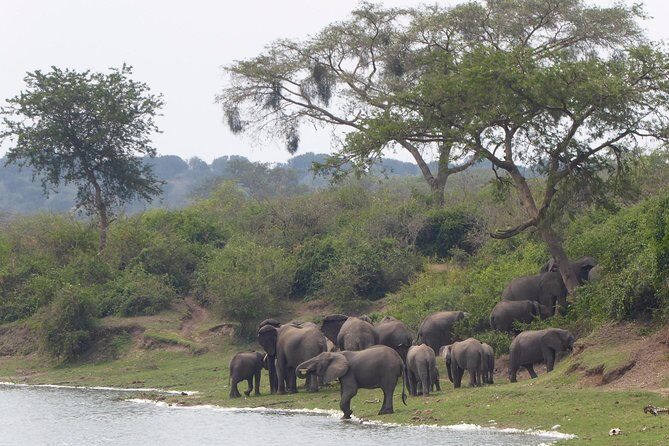 3 days Queen Elizabeth National Park Uganda Safari - What Sets This Tour Apart?