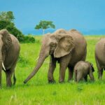 3 Days Safari at Mikumi National Park Southern circuit of Tanzania - What Makes This Safari Stand Out?