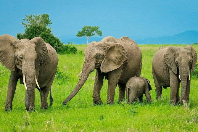 3 Days Safari at Mikumi National Park Southern circuit of Tanzania - What Makes This Safari Stand Out?