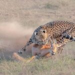 3 Days Safari in Amboseli National Park - FAQ