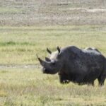 3 Days Safari Serengeti NP and Ngorongoro Crater - Day 1: Journey into Serengeti National Park