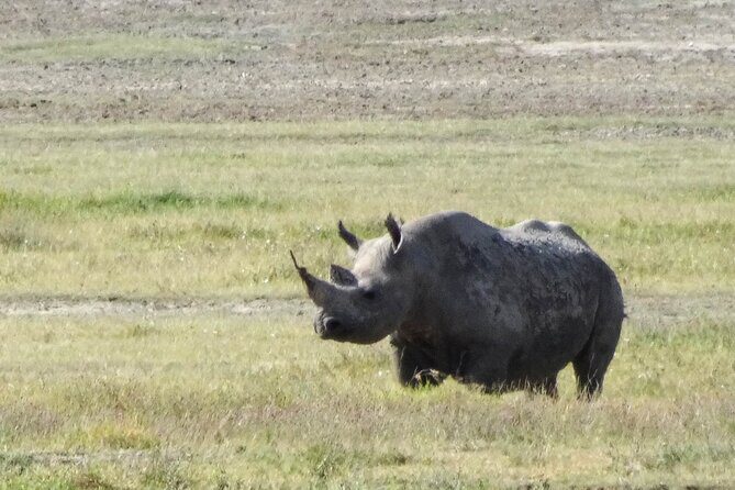 3 Days Safari Serengeti NP and Ngorongoro Crater - Day 1: Journey into Serengeti National Park
