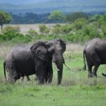 3 days safari to Mikumi and Udzungwa - Why This Tour Works Well