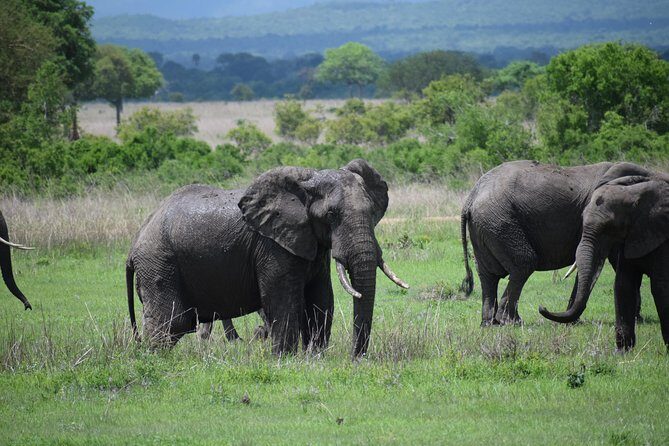3 days safari to Mikumi and Udzungwa - Why This Tour Works Well
