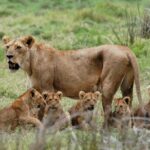 3 days safari to Mikumi national park - What Sets This Tour Apart?