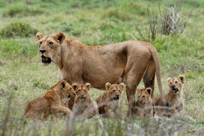 3 days safari to Mikumi national park - What Sets This Tour Apart?