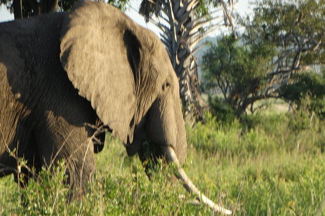 3 Days Safari to Mikumi NP - Accommodation Inside the Park - Day-by-Day Breakdown