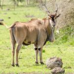 3-Days Safari to Murchison Falls National Park with Rhino Sanctuary hike - The Real Value in This Safari