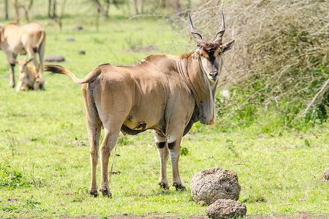 3-Days Safari to Murchison Falls National Park with Rhino Sanctuary hike - The Real Value in This Safari