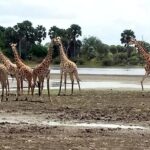 3 Days Safari to Nyerere National Park (Selous Game Reserve) - What Sets This Tour Apart?
