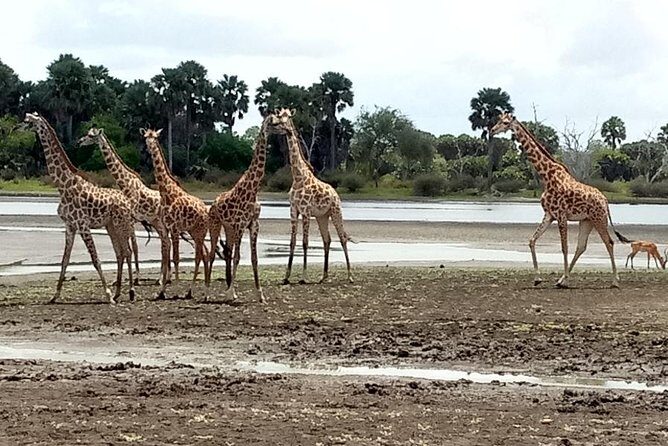 3 Days Safari to Nyerere National Park (Selous Game Reserve) - What Sets This Tour Apart?