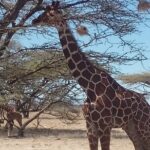 3 Days Safari to Samburu N/R and Ol Pejeta Conservancy.- Luxury. - A Closer Look at the Luxury 3-Day Safari Experience