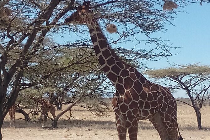 3 Days Safari to Samburu N/R and Ol Pejeta Conservancy.- Luxury. - A Closer Look at the Luxury 3-Day Safari Experience