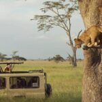 3 Days Safari to Serengeti National Park & Ngorongoro Crater in Tanzania - The Value of this Safari