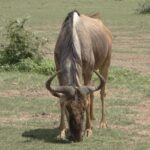 3 Days Safari to Tarangire NP, Ngorongoro Crater and Lake Manyara NP - What’s Included and What’s Not