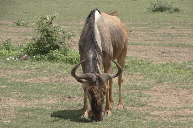 3 Days Safari to Tarangire NP, Ngorongoro Crater and Lake Manyara NP - What’s Included and What’s Not