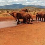 3 Days safari Tsavo East and Amboseli national park. - Practical Details You Need to Know