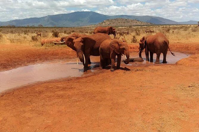 3 Days safari Tsavo East and Amboseli national park. - Practical Details You Need to Know
