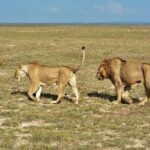 3 days safari Tsavo East and Taita hills (Saltlick lodge) - Final Thoughts