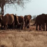 3 days safari Tsavo East and West - Detailed Review of the 3-Day Tsavo Safari