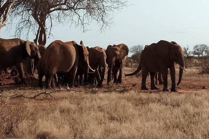 3 days safari Tsavo East and West - Detailed Review of the 3-Day Tsavo Safari