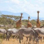 3 Days Samburu National Reserve Private Safari from Nairobi - Wildlife and Landscape