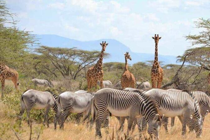 3 Days Samburu National Reserve Private Safari from Nairobi - Wildlife and Landscape