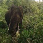 3 Days Selous Game Reserve Fly From Zanzibar - Transportation & Logistics: What Travelers Should Know