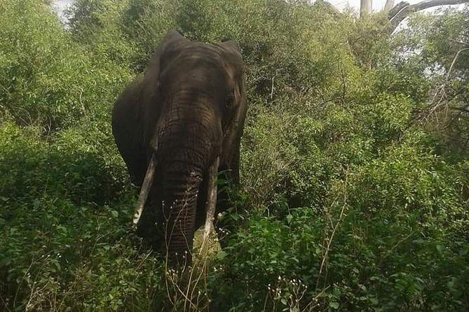 3 Days Selous Game Reserve Fly From Zanzibar - Transportation & Logistics: What Travelers Should Know