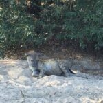 3 Days Selous (Nyerere National Park) - Who Should Consider This Safari?