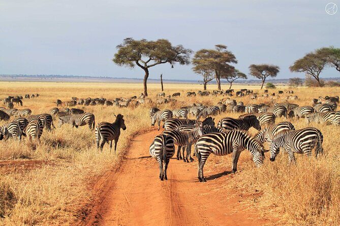 3 Days Serengeti and Ngorongoro Budget Tour - The Experience of Staying in Camps