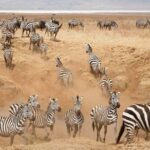 3 Days Serengeti National Park from Zanzibar - What to Keep in Mind