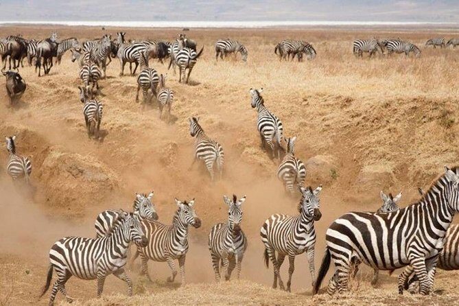 3 Days Serengeti National Park from Zanzibar - What to Keep in Mind
