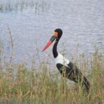 3 Days Serengeti & Ngorongoro Group Camping Safari - Why This Tour Offers Real Value