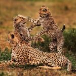 3 Days Serengeti Private Safari Tanzania - The Experience of Private Safari Vehicles