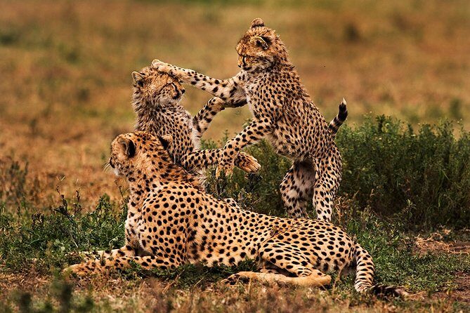 3 Days Serengeti Private Safari Tanzania - The Experience of Private Safari Vehicles