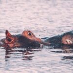 3 Days Shared Safari Tour Tanzania - Day 2: The Majestic Ngorongoro Crater
