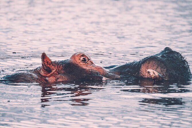 3 Days Shared Safari Tour Tanzania - Day 2: The Majestic Ngorongoro Crater