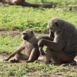 3 Days Sunrise Elephant Safari-Mole Park with -Round Trip Flight - Frequently Asked Questions